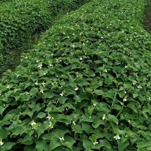 全州县鱼腥草根  广西全州县溪源鱼腥草种植基地，长期供应种根泥根，量大价优