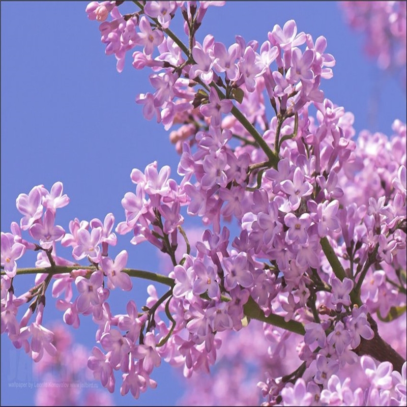 丁香花树苗紫丁香花苗四季盆栽地栽南北方耐寒庭院藤植物阳台种植