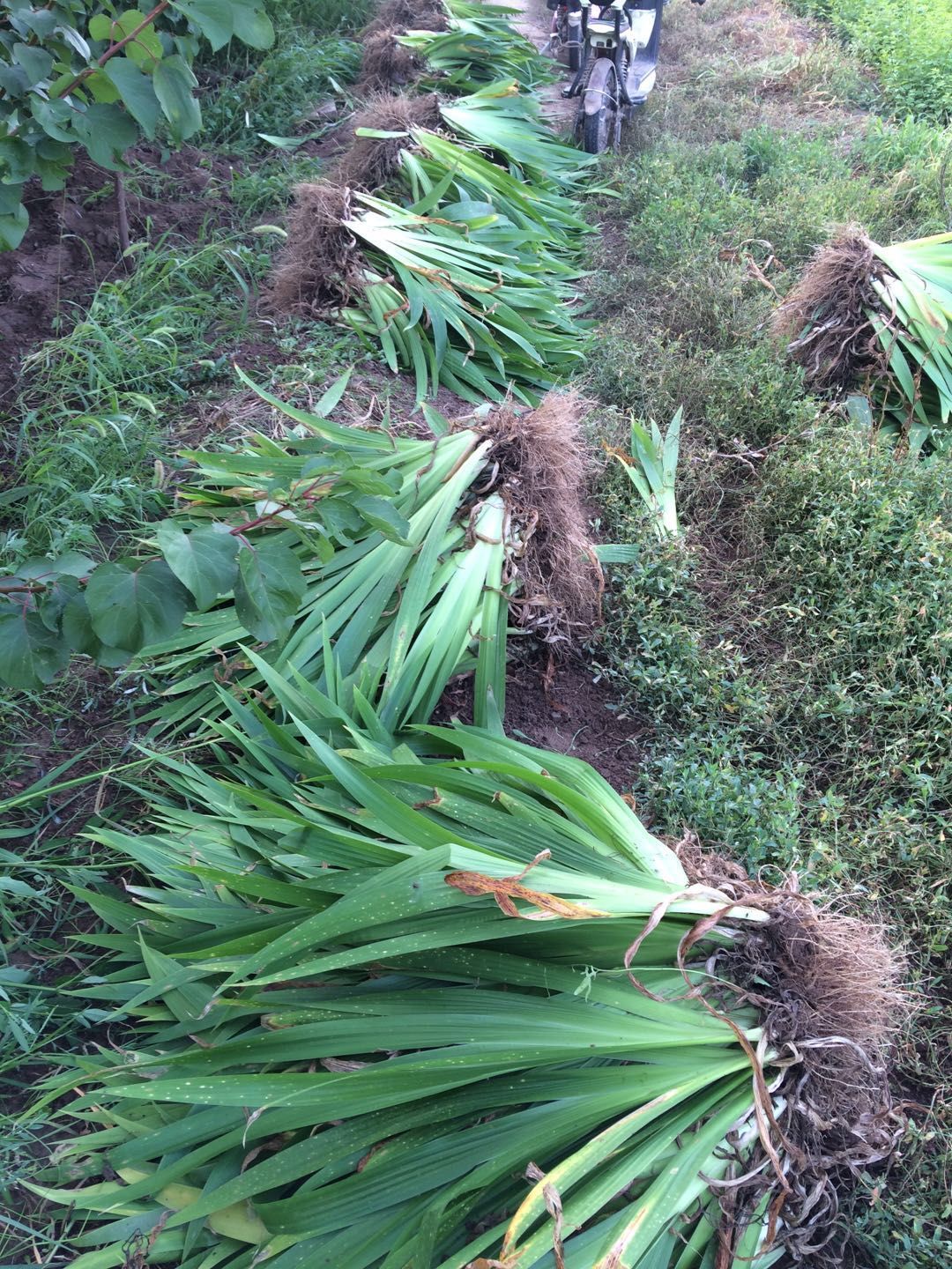 鸢尾苗  大量出售蓝花鸢尾，黄花鸢尾