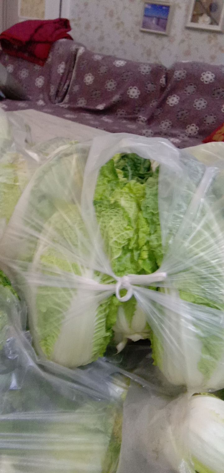 娃娃菜，大娃娃菜！！！