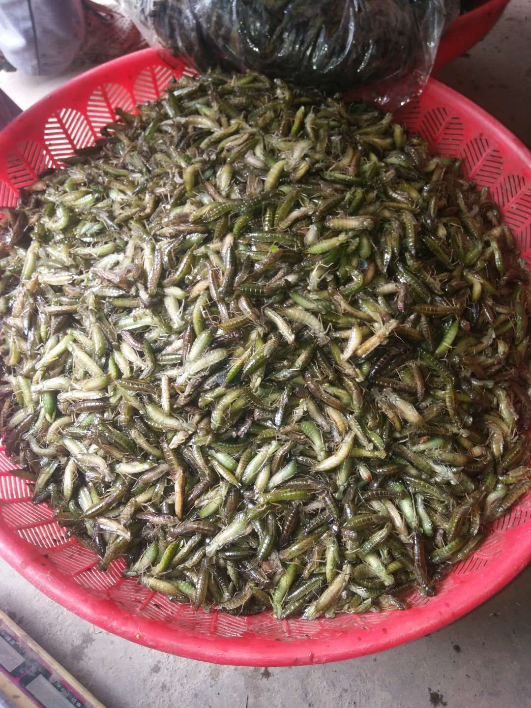 水蜻蜓大量批发一手货源