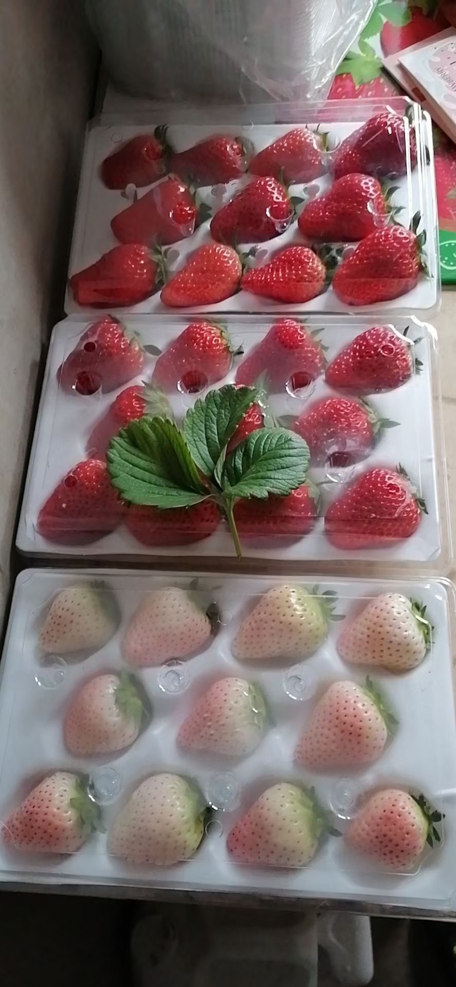 白雪公主草莓 北京地区自己种植草莓