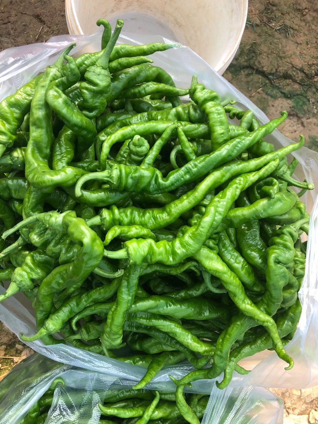 精品螺丝椒