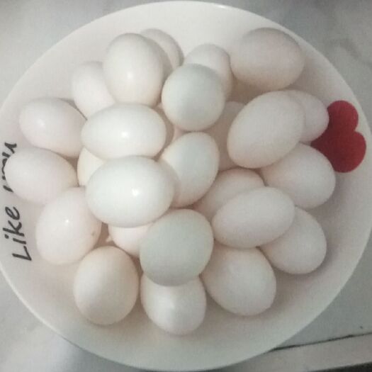 辛集市白羽王  农家自养纯粮食鸽子蛋