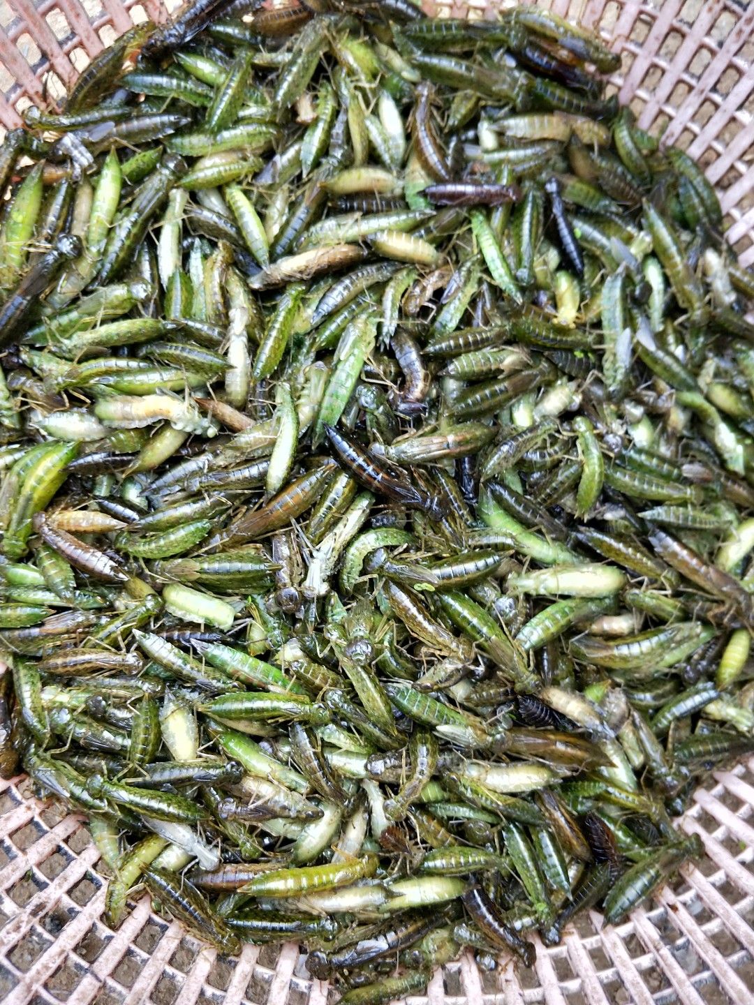 水蜻蜓大量批发一手货源