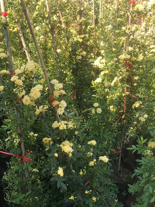 黄木香花苗爬藤植物别墅庭院耐寒花卉四季好养浓香红黄木香花盆栽