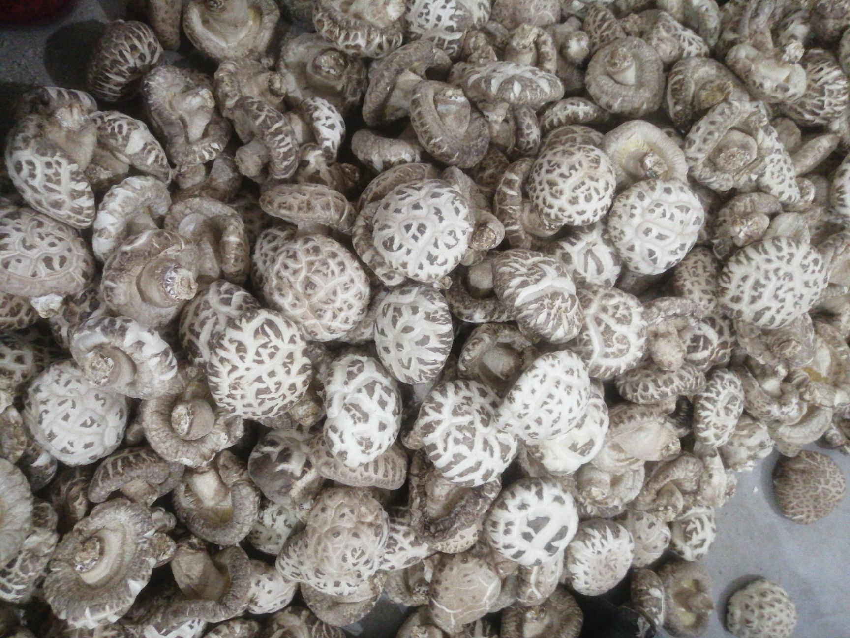  湖北随县产地直发秋栽新货4.5至5.0带腿花菇