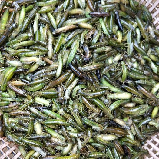 菏泽水蜻蜓大量批发一手货源