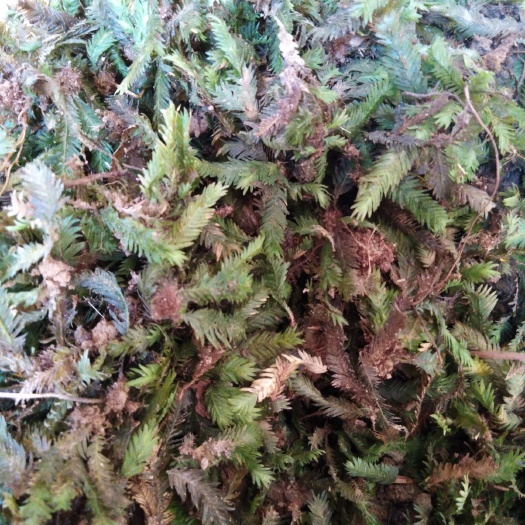三明凤尾草 凤尾藓