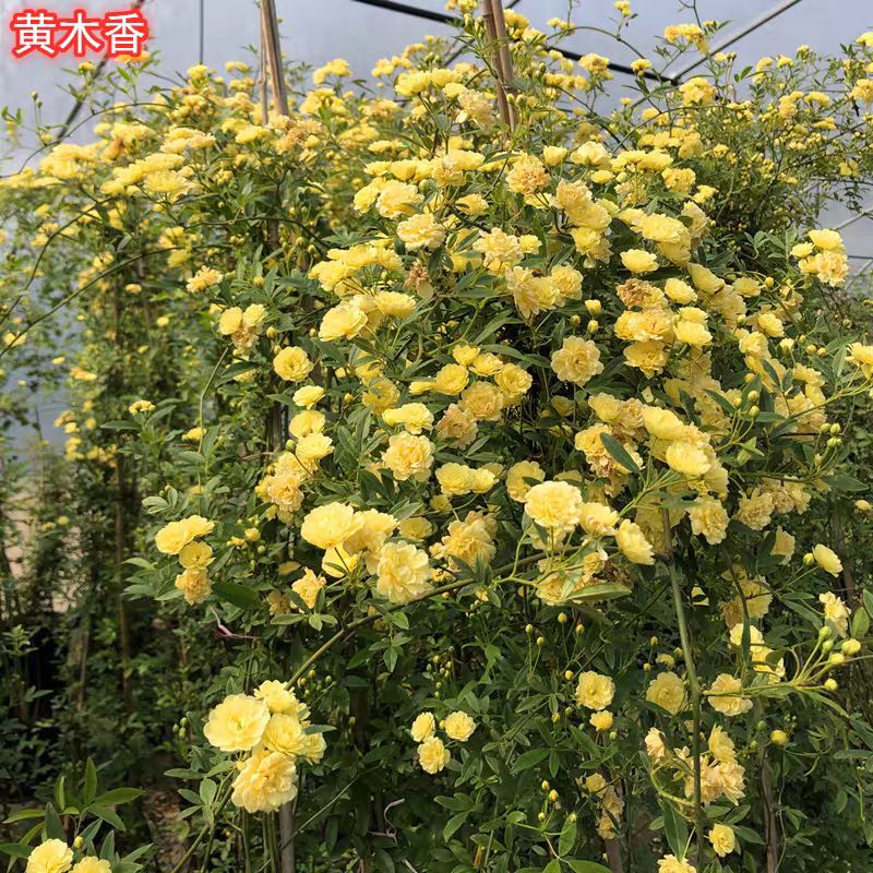 甜蜜红木香花苗爬藤植物白黄木香花四季开花浓香红色花卉蔷薇盆栽