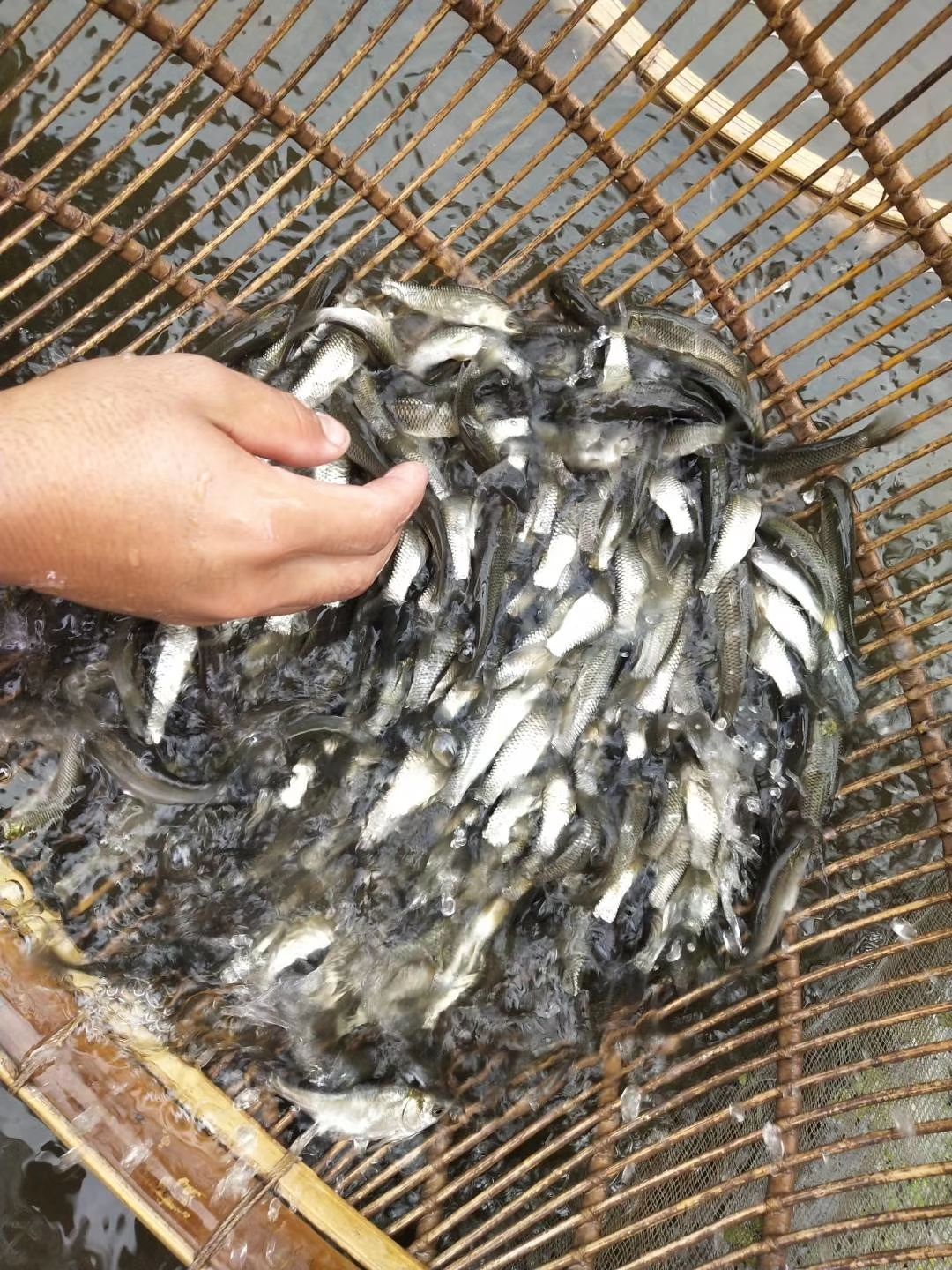 草鱼苗，抗病能力强，生长快，包送货上门，货到付款