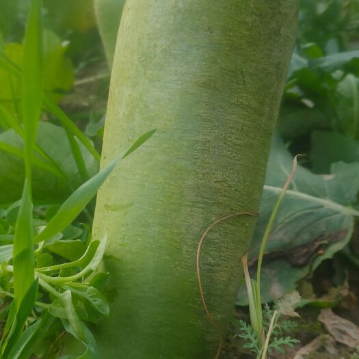 西华县大棚水果萝卜，新鲜带土的，青心的，