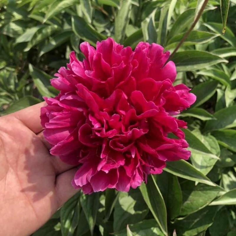 多花芍药  芍药花苗庭院花卉四季开花易活芍药根块带芽室内盆栽室外庭院植物