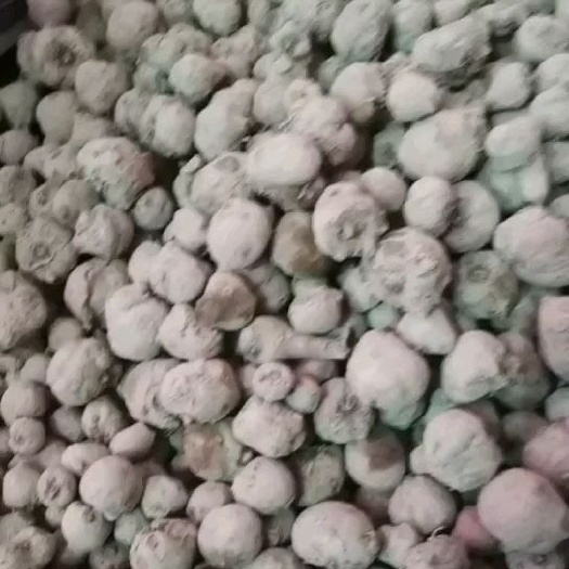 溆浦县魔芋种子