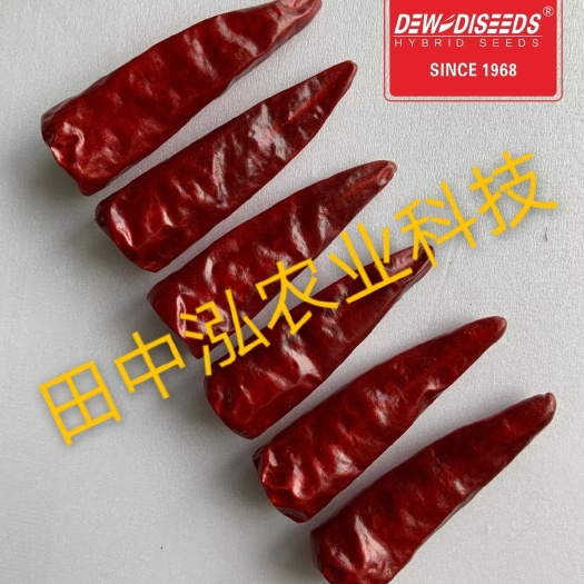 南宁烘干辣椒王 干椒 辣椒 高辣 猪肝红 红辣椒