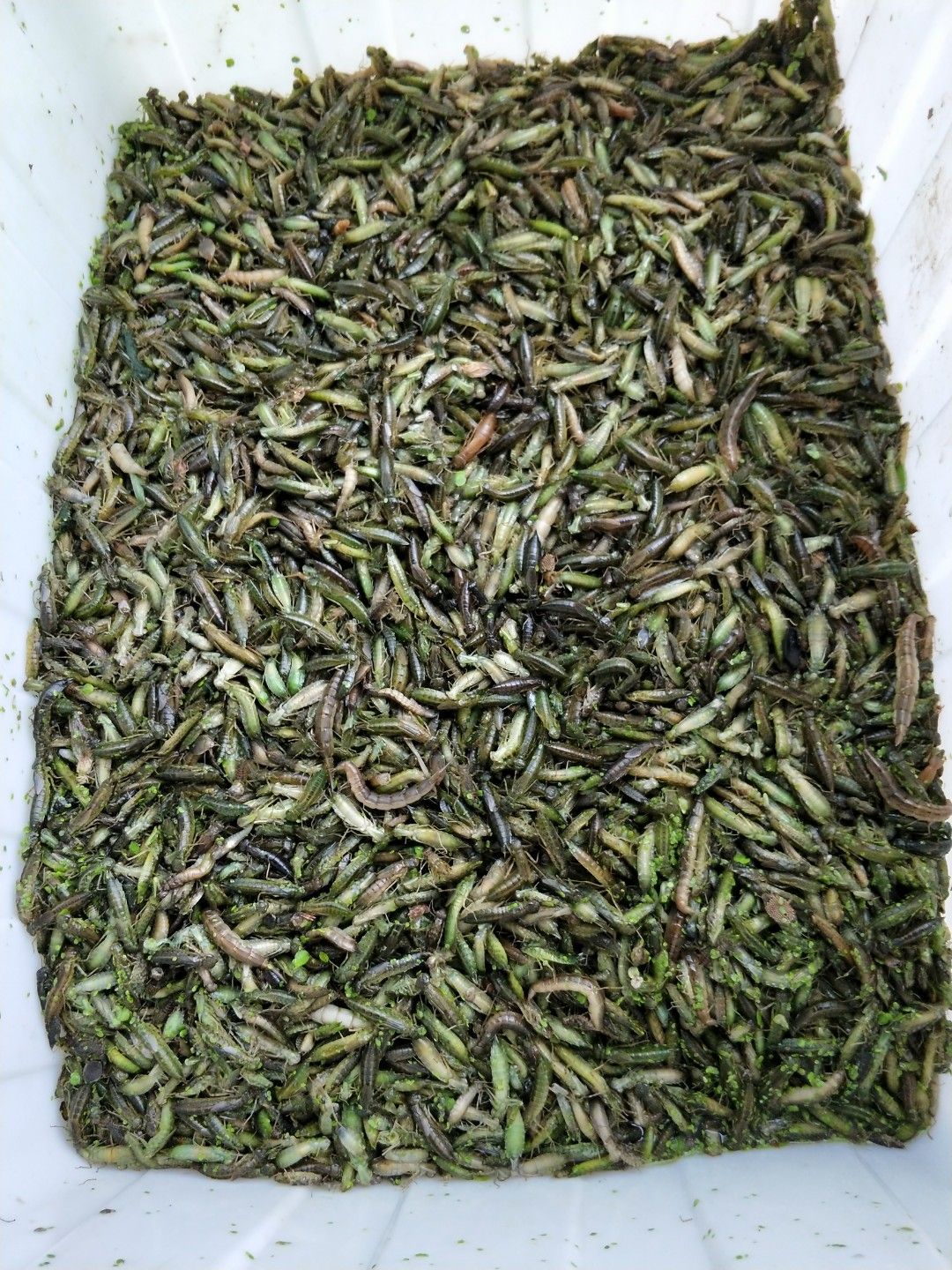 水蜻蜓大量批发一手货源