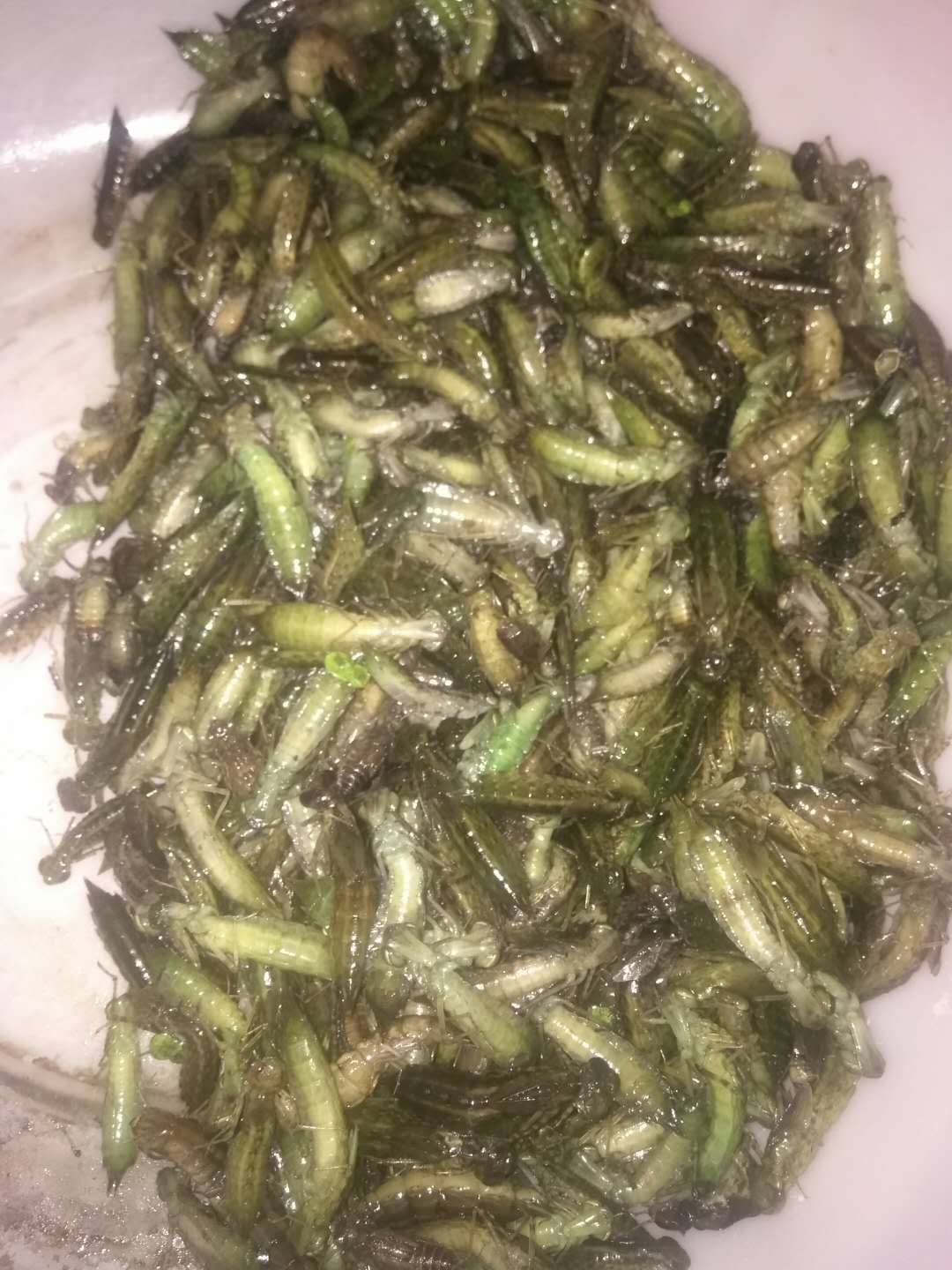 水蜻蜓大量批发一手货源