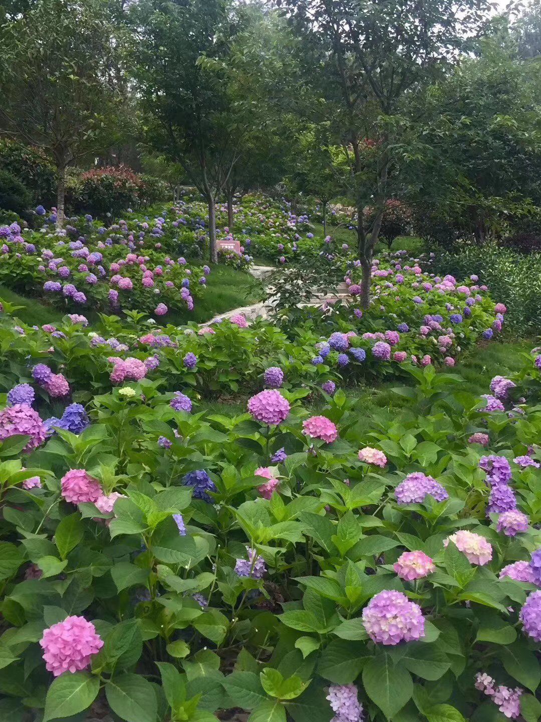 无尽夏绣球  绣球花苗 八仙花绣球苗云南花卉产地直供