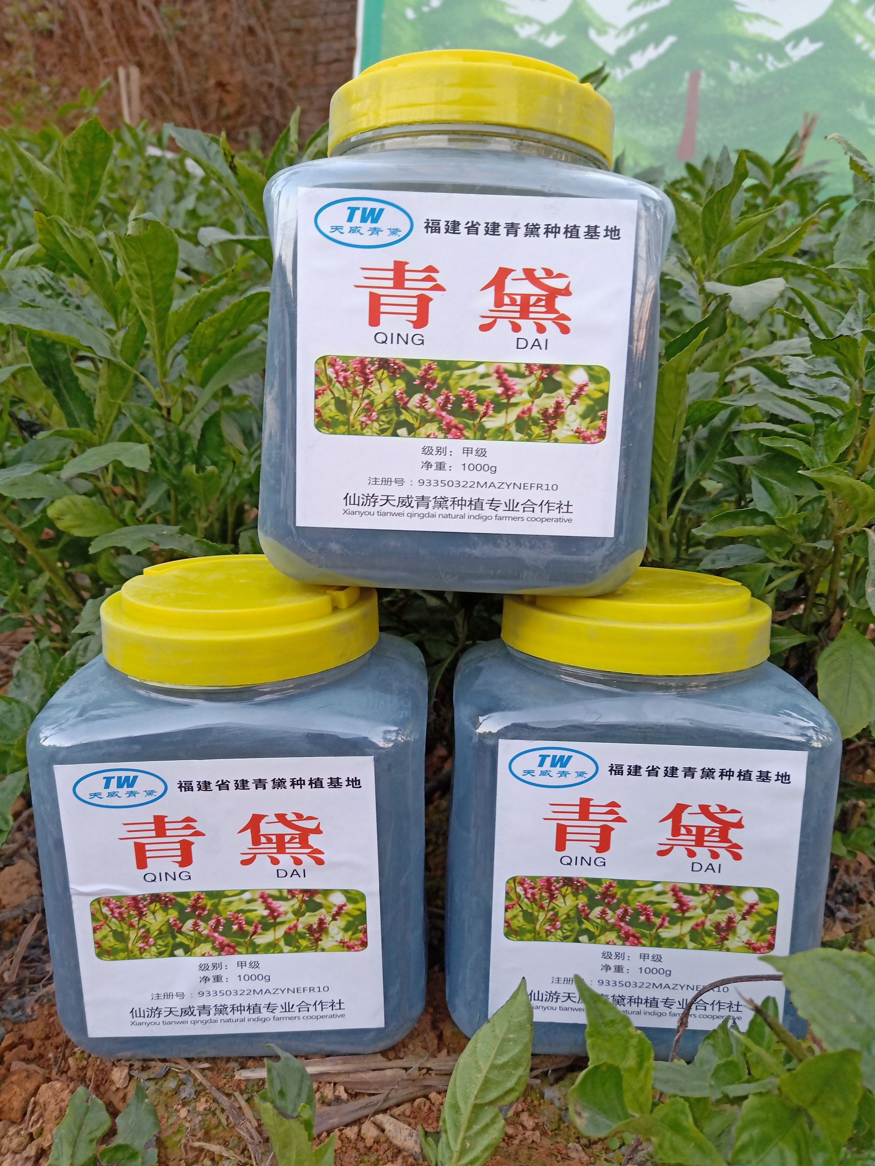 25版全检合格青黛、马蓝、蓼蓝、草大青