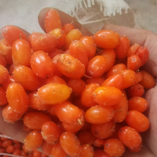 沙棘种子