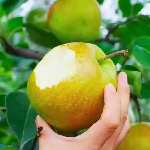 隰县玉露香梨 特级果 