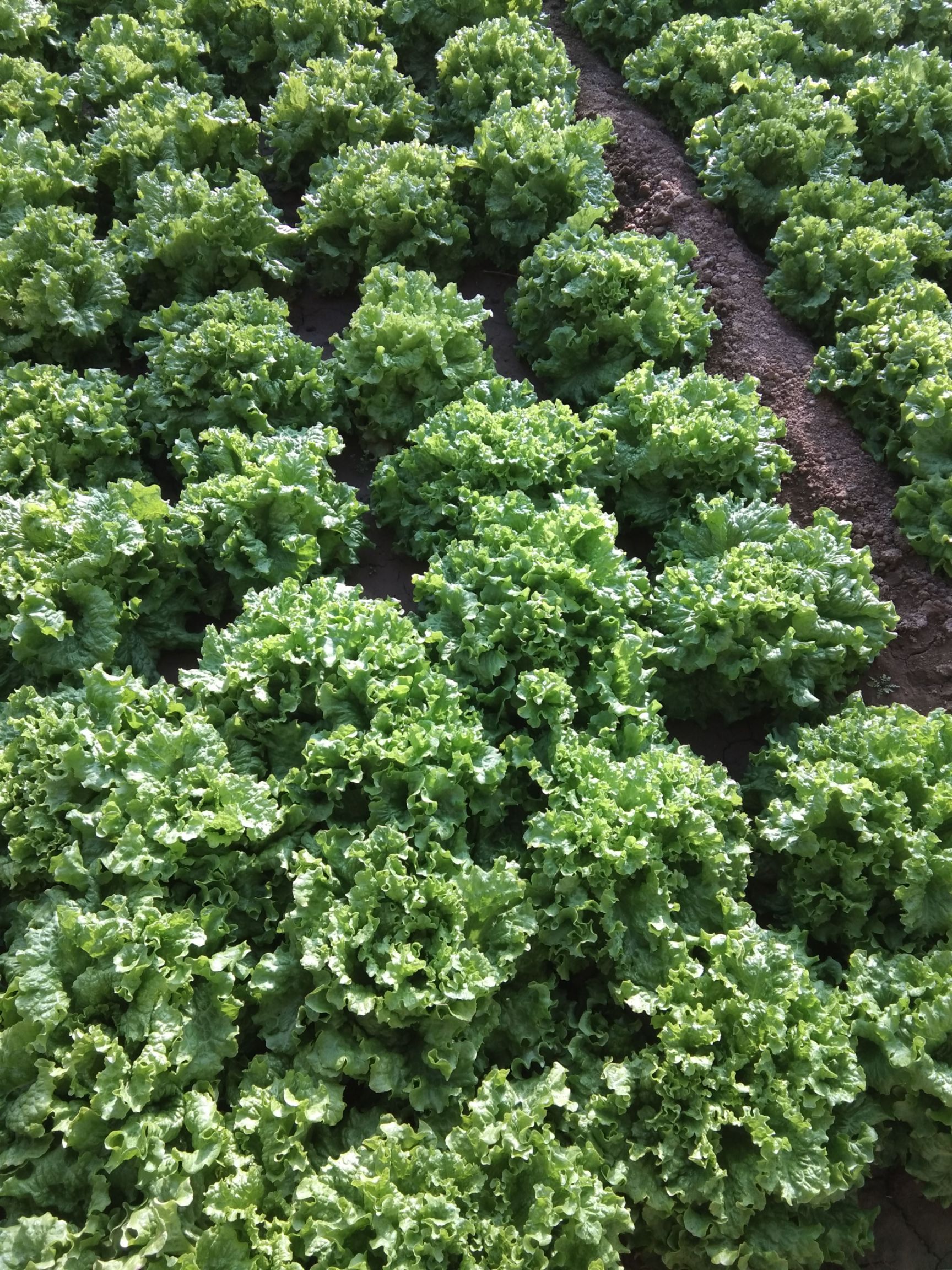 新鲜生菜 河北唐山滦南县直销 叶菜类优选 农场直供绿色健康