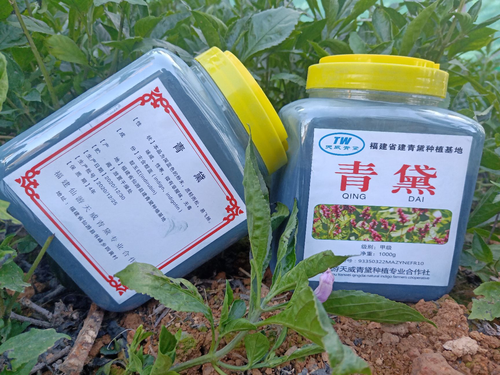 马兰  青黛为菘蓝、马蓝、蓼蓝、