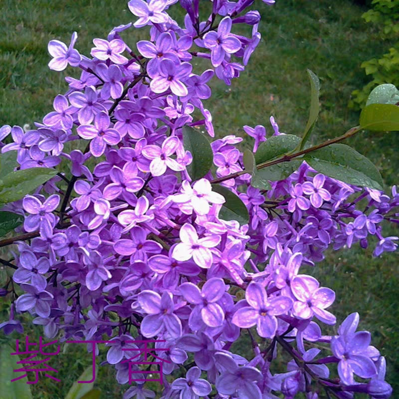 丁香花树苗紫丁香花苗四季盆栽地栽南北方耐寒庭院藤植物阳台种植