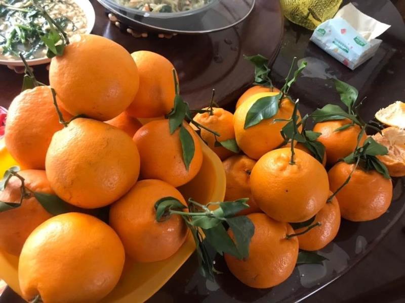 正宗的春见耙耙柑随吃不上火，甜蜜多汁，过节必送