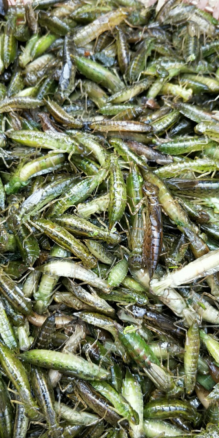 水蜻蜓大量批发一手货源