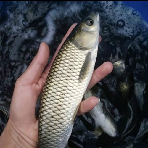 南部县草鱼苗  草鱼，鲤魚，鲫魚青鱼等各种鱼苗。