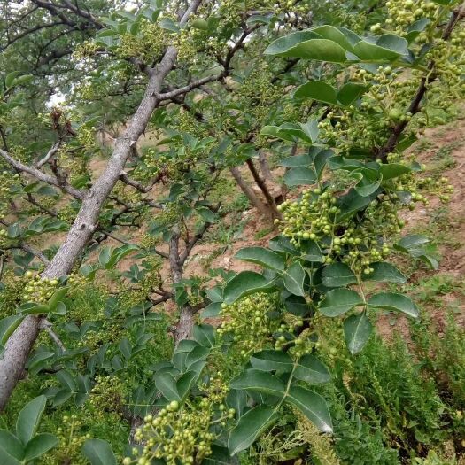 北京大红袍花椒 产地：陕西    品种：大红袍    特点：鲜香味浓