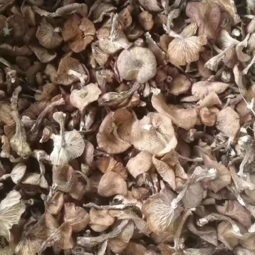 承德特产！本地榛蘑，剪根无杂，质量没得说啊！