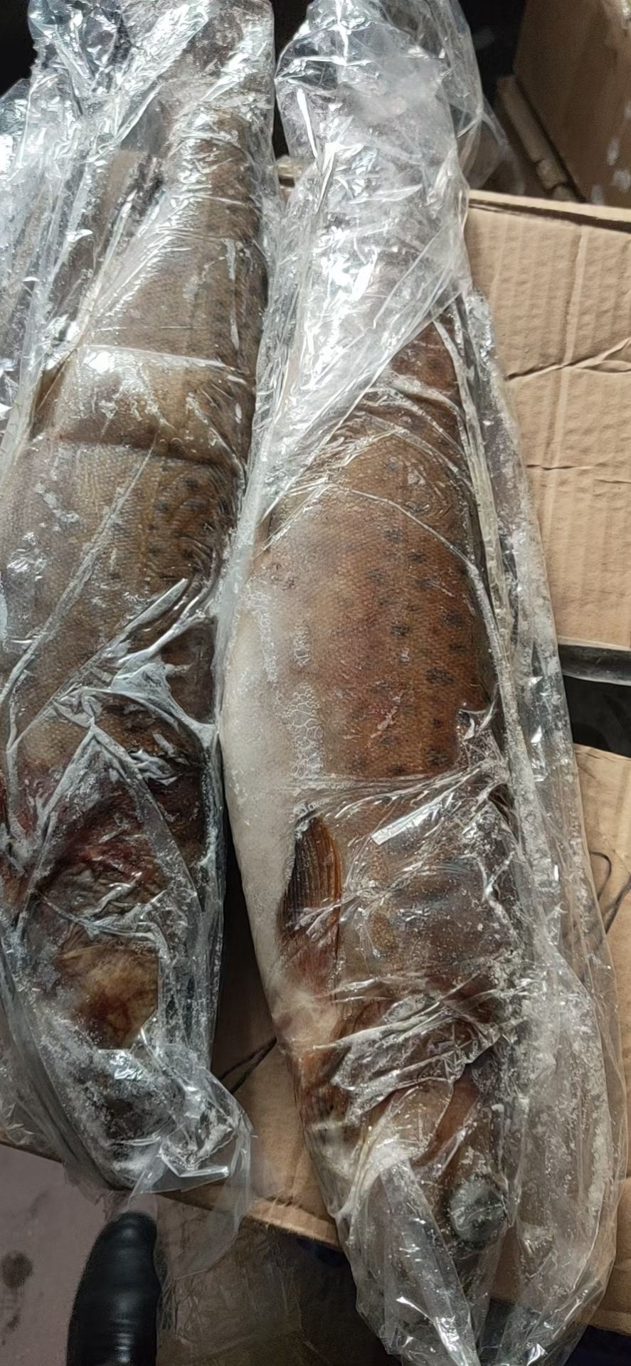 冷水细鳞鱼，每条2斤左右，优等