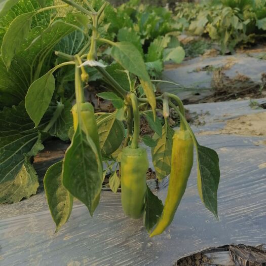 扶绥县菜椒 