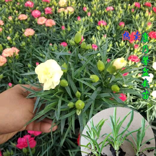 昆明盆栽康乃馨 种苗
