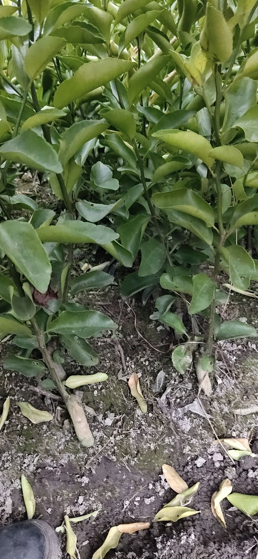 沙糖桔苗，秋节苗-1年苗 苗子健康清秀 假一赔十 基地直销