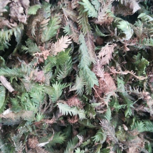 凤尾草 凤尾藓