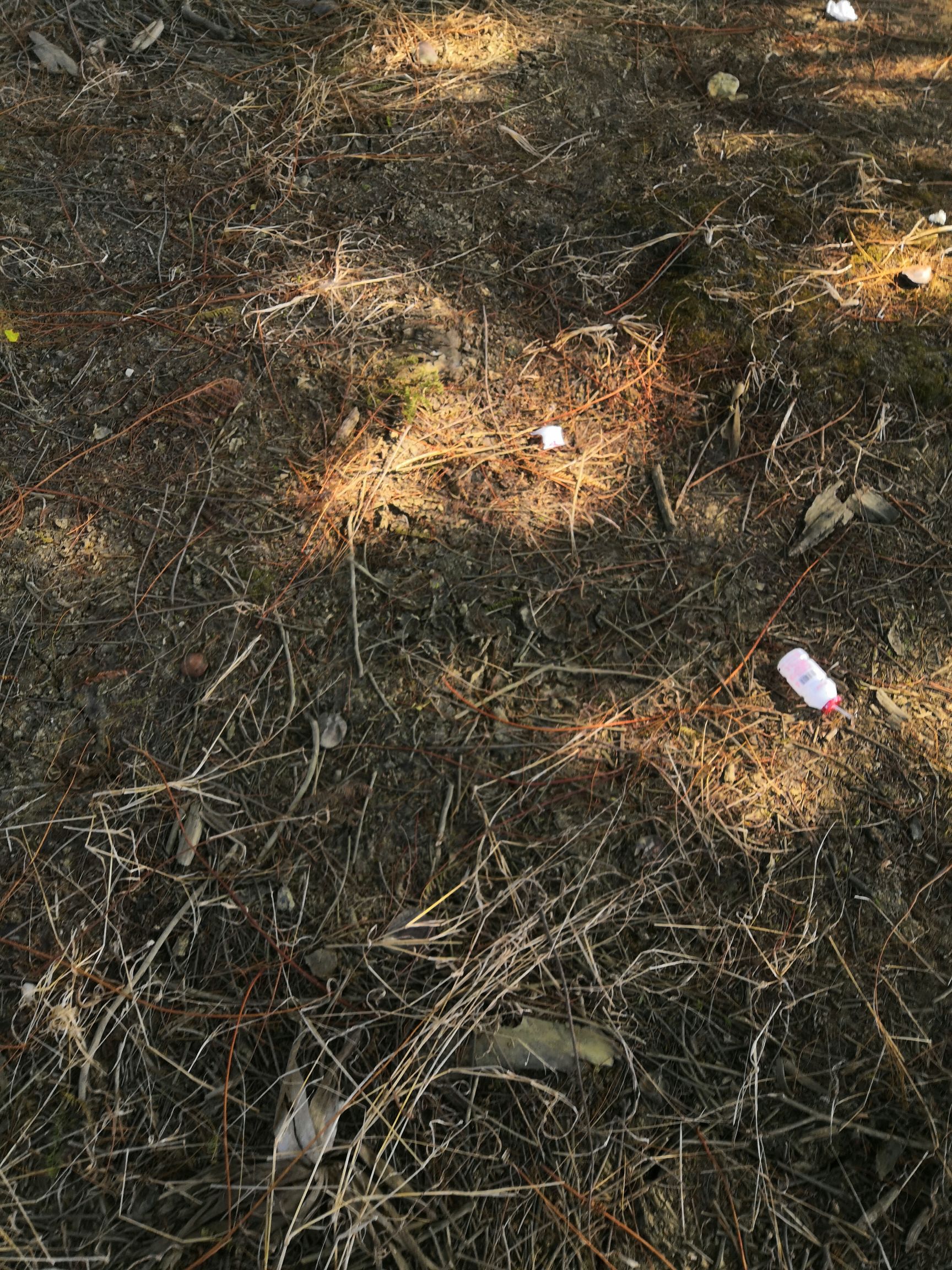  蓝花楹，米径13到20公分的地苗