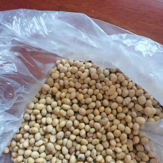霍尔果斯黄大豆 非转基因大豆，自己家种的，货干净漂亮