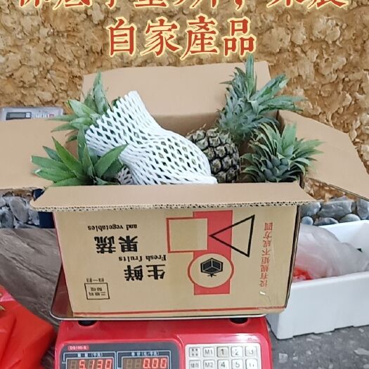 海口金钻凤梨  凤梨发货一件代发