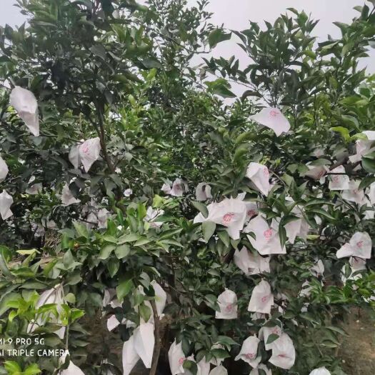 眉山 耙耙柑产地直供