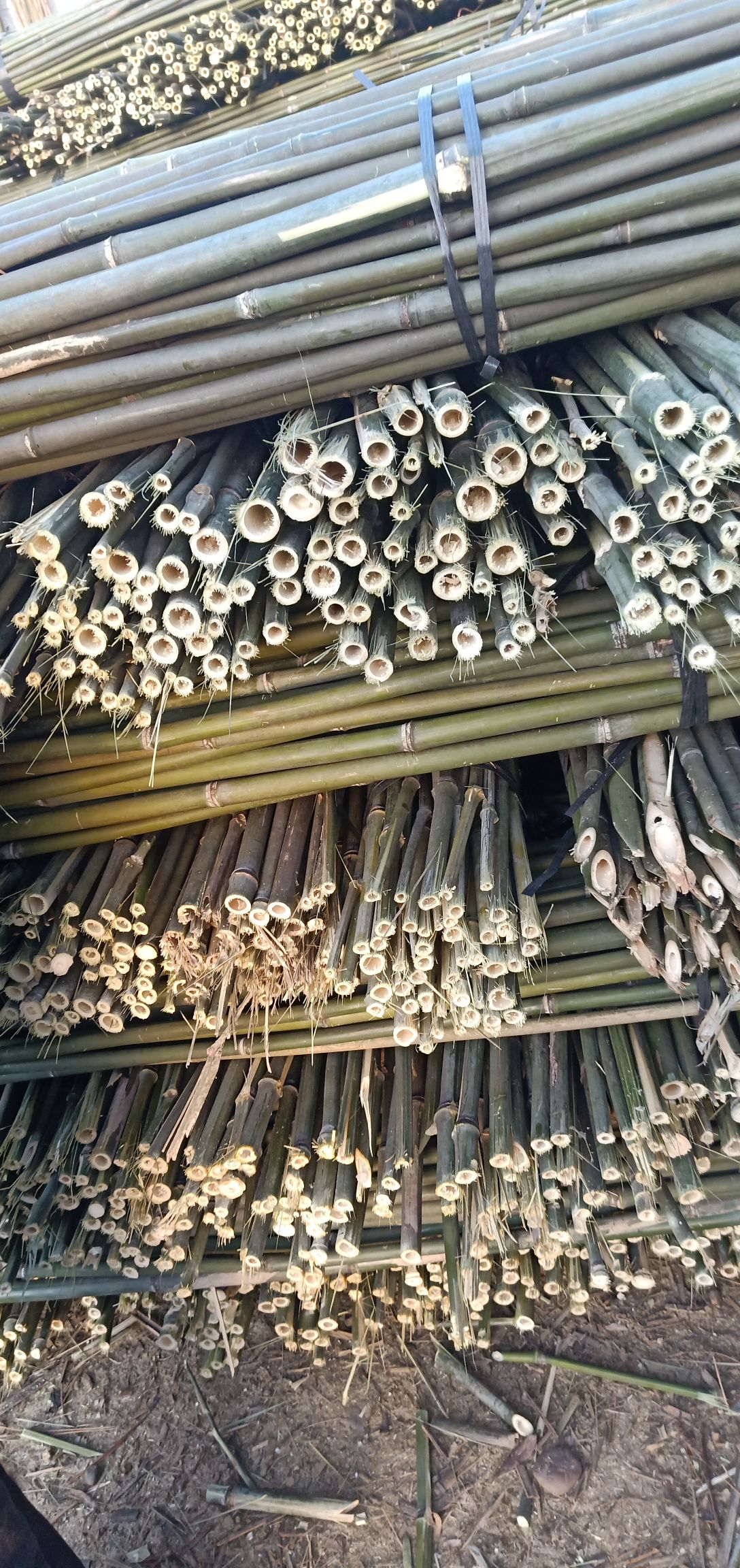麻竹  菜架竹，绿化杆 要什么规格都有。保质保量