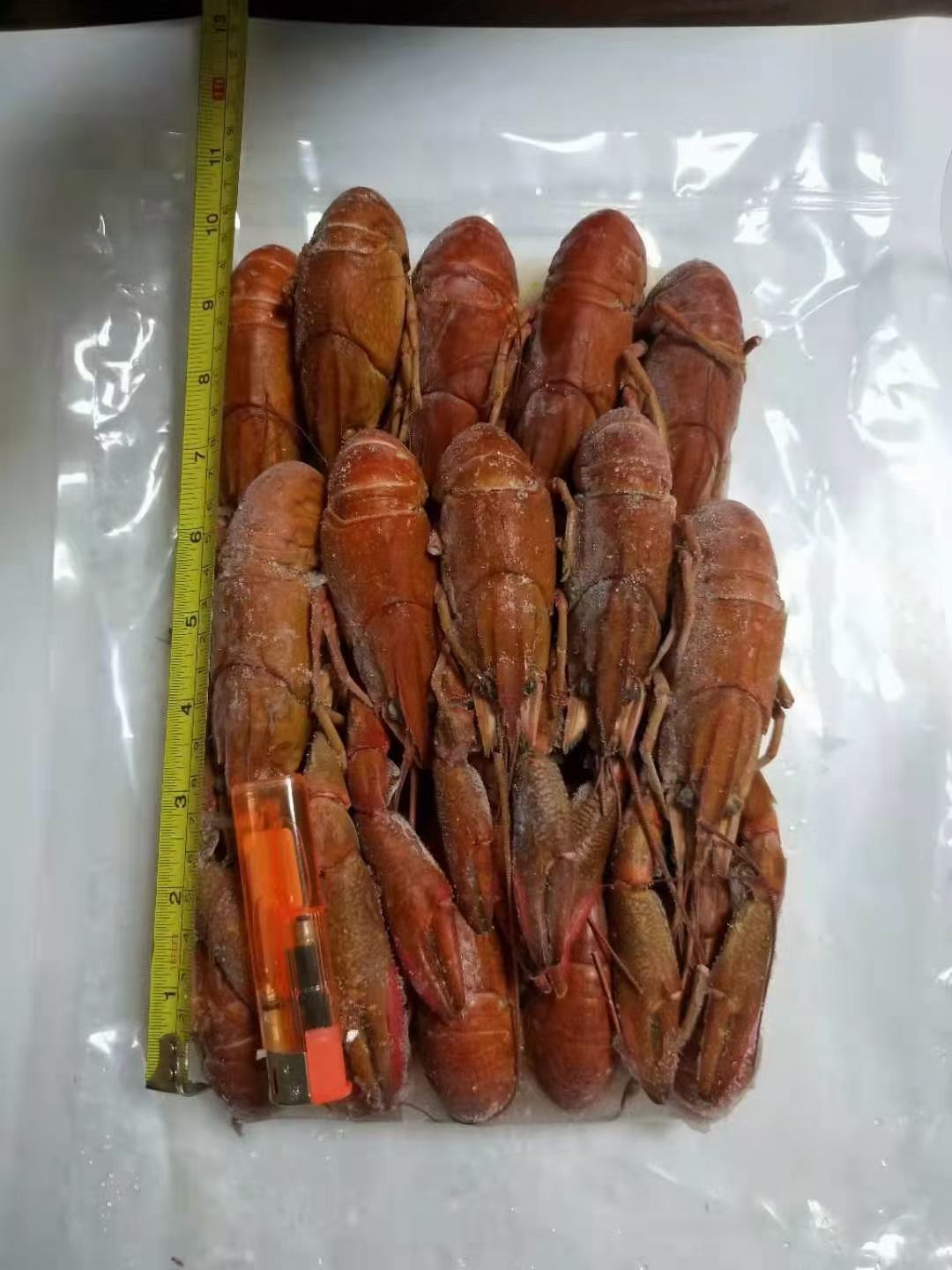 澳洲龙虾 优质清水蓝龙虾，肉质饱满，个头大，不空壳