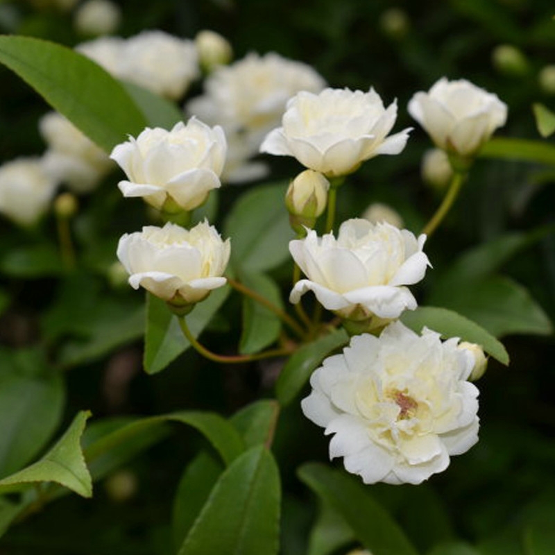 黄木香花苗爬藤植物别墅庭院耐寒花卉四季好养浓香红黄木香花盆栽