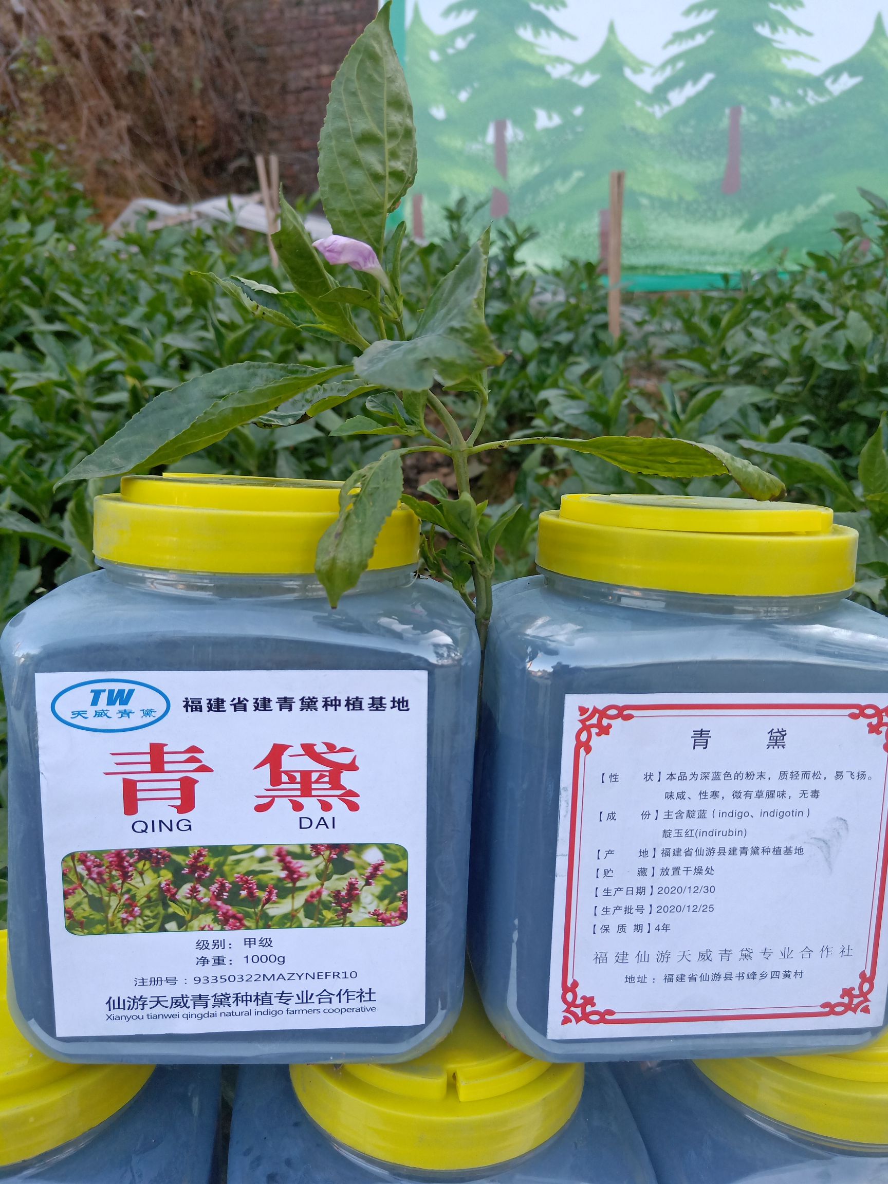 马兰  青黛为菘蓝、马蓝、蓼蓝、