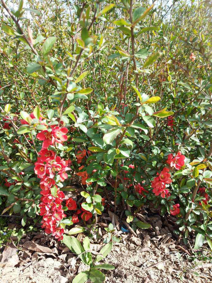 陕西贴梗海棠营养杯 贴梗海棠 50－1米贴梗海棠杯苗批发配送