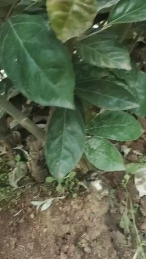 芒市羊奶果苗  纯甜羊奶果嫁接苗，产量高，容易管理