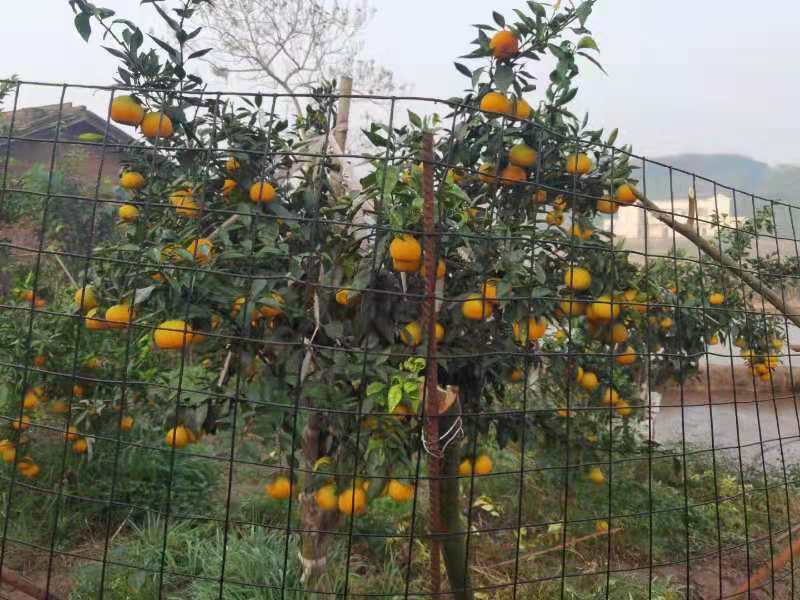 黄美人柑橘枝条  黄美人柑桔，枝条，品种来源于日本爱媛县2021年最火曝的品种