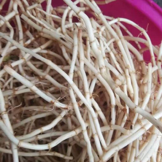 兴仁市鱼腥草根 鱼腥草草贵州天然种植